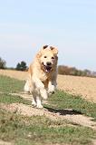 GOLDEN RETRIEVER 118
